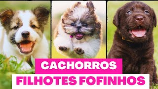 FILHOTES DE CACHORRO  TOP VÍDEOS de pura fofura [upl. by Esilanna]