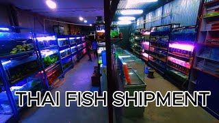 quotUnboxing a Stunning Thai Fish Shipment  Exotic Freshwater Speciesquot [upl. by Tierza]