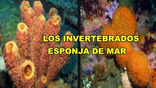 ANIMALES INVERTEBRADOS Características Y Clasificación  Ciencias de la Naturaleza [upl. by Werda596]