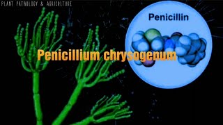 Penicillium chrysogenum Penicillium notatum source of penicilin antibiotics [upl. by Viquelia352]