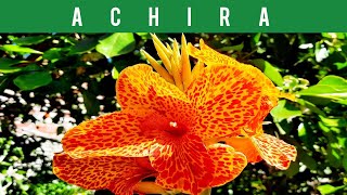 🔴ACHIRA o CAÑA de las INDIASPLANTAS ORNAMENTALES COMESTIBLES CANNA LILY EDIBLE PLANTS🌼 2024 [upl. by Vince]