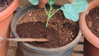 How to Add Fertilizer to Plants in a Container [upl. by Burney]