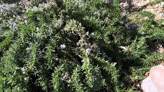 Creeping Rosemary amp Myoporum In Winter [upl. by Brathwaite]