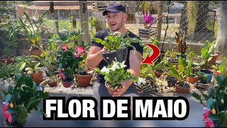 ESSE é o SEGREDO da FLOR DE MAIO pra FICAR SEMPRE LINDA  Henrique Buttler [upl. by Nnylecoj]