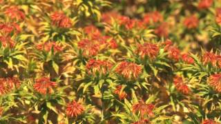 Safflower in the Sacramento Valley [upl. by Oidivo34]