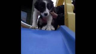 Puppy Slide Cam [upl. by Talich]