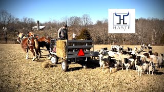 Ranch work with Draft Horses — Feeding sheep Hay in rural Kentucky [upl. by Trebbor]