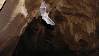 Bats flying all around a bat cave [upl. by Pearce572]