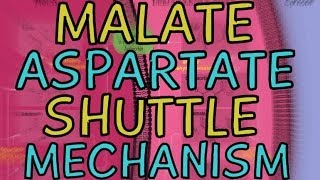 The MalateAspartate Shuttle Mechanism [upl. by Hannavahs]