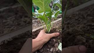 Tips for cauliflower gobhi gobhikikheti shorts gardening terracegarden [upl. by Bigg]