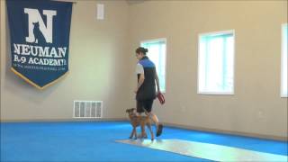 Roscoe Irish Terrier Puppy Camp Training Demonstration [upl. by Otcefrep614]