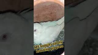 MY BODGIES COLONY BREEDING PROGRESS [upl. by Bezanson]