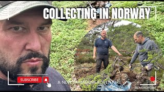 Collecting in Norway Bonsai Dream [upl. by Rosaleen214]