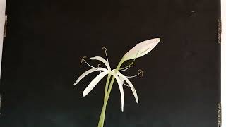 Crinum calamistratum [upl. by Cassie]