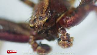 Exploring Red Crab Spider under a Microscope RedCrabSpider CrabSpider [upl. by Ordep]