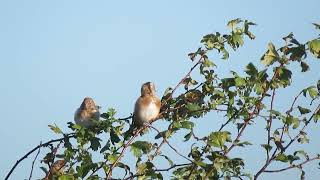 European Goldfinch Carduelis carduelis Landtong Rozenburg ZH the Netherlands 5 Oct 2024 11 [upl. by Arihday]