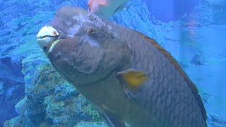 アオブダイ Knobsnout parrotfish Scarus ovifrons [upl. by Enylhsa569]