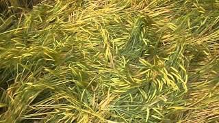 Crop circle at Chilcomb Down near Winchester Hampshire June 2014 [upl. by Lennor778]