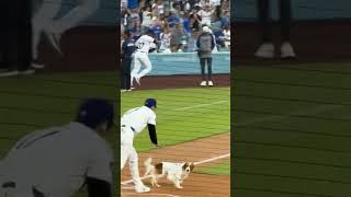 Shohei Ohtani’s dog Decoy Dodgers first pitch 82824 vs orioles  Ohtani Decoy Bobblehead night [upl. by Selbbep429]