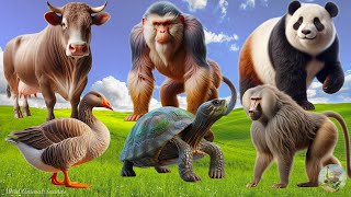 Cute Baby Monkeys Goose Cow Baboon Turtle Panda  Familiar Animal Sounds [upl. by Aiken568]