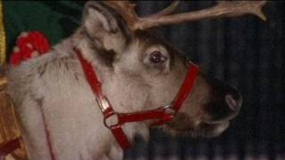 Rent a reindeer offer attracts UK Xmas shoppers [upl. by Alba]