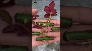 How to grow rose from cuttings best result of rose cutting growroses garden garden [upl. by Berty]