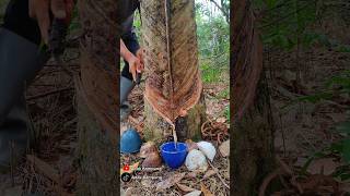 New rubber tree Tapping shorts newrubber rubberwood rubbertapping [upl. by Sakiv]