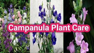 Campanula plant care  How to grow and care Canterbury bells [upl. by Anas]