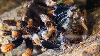 Tarantula Molting  Brachypelma Hamorii [upl. by Rigdon]