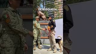 PERRO 🐕 CALLEJERO EN DESFILE MILITAR MEXICANO 🇲🇽 mexico CHEPEELPEPE🌀 fidelhernandez2020 [upl. by Bettye]