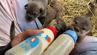 LIVE How Often Should I Feed Puppies And Baby Otters [upl. by Jadwiga]