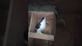 Fancy pigeon🥰🥰💪🕊️🕊️💪💪😱😱🕊️🕊️ Punjabi Siraj💪💪😱 Amar Pusa prani💪💪😱😱🕊️🕊️ [upl. by Huan]