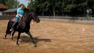 Tennessee Walking Horse Stallion Candy´s Beautiful Iliano [upl. by Aver]