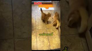 อย่าปล่อยให้น้องเหมียวดูมวยต่อยก่อนไม่งั้นจะเป็นเเบบนี้ shorts shortvideo fyp DUTA cat funny [upl. by Binnings]