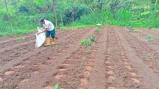 penggarapan ulang lahan bekas untuk tanam buncis [upl. by Runkle828]