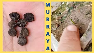 How to Grow Murraya Paniculata From Seeds  Marwa plant grow seeds at home  plants documentary [upl. by Ardnalak]