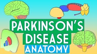 Parkinsons Disease Anatomy [upl. by Clim]