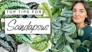 How To Make Your Scindapsus Flourish 🌿 TOP TIPS For Scindapsus Pictus [upl. by Hareehat]