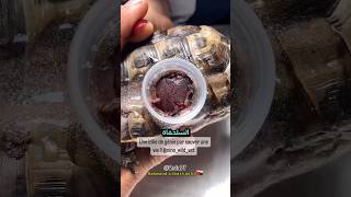 اغرب طريقه لعلاج كسر صدفة سلحفاة اكسبلور حيوانات tortoise turtle animals natgeo [upl. by Anikes]