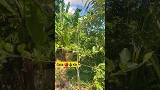 Gala Apple Tree on Standard Rootstock  1 Year 5 Months 🍎🇯🇲 gala applefarming training growth [upl. by Cianca]