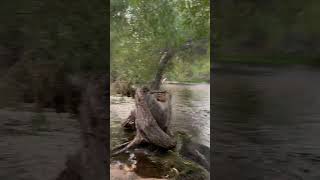 Fishing the salt river AZ [upl. by Enamrahc]