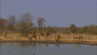 Hartebeest take their chances [upl. by Ilise]