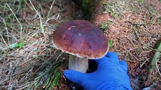 Relaxing mushroom picking sounds [upl. by Risan198]