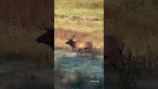 Bugle on a frosty morning earlier this week shorts nature outdoors elk [upl. by Wittenburg]