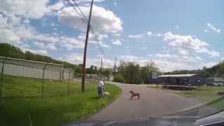 Driver Saves Man amp His Dog From A Vicious Pit Bull Attack  SUBSCRIBE [upl. by Enaujed]