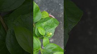 Nightflowering jasmineHarshinhar flowersjamshedpurgardenplantsnatureshortvideoshortsfyp [upl. by Nagaem616]