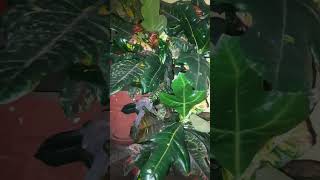 Codiaeum Variegatum var Pictumindooryoutubeytshorts [upl. by Daffodil]