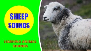 SHEEP SOUNDS  Learn Animals and Sounds shorts [upl. by Macomber]