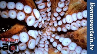 Giant Red Octopus hunting Octopus in the Red Sea [upl. by Vincenta]