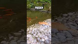 Quizá ningún humano pueda ser tan ágil como un gato😨 shortsvideo [upl. by Noyr]